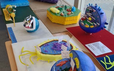 Maquetas de células 1º ESO